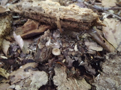 Psilocybe caerulipes