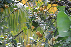 Amazona arausiaca