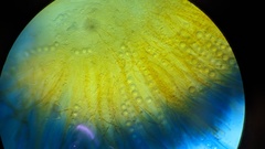 Lamprospora seaveri