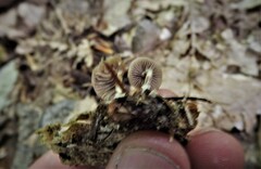 Psilocybe caerulipes