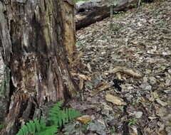Psilocybe caerulipes