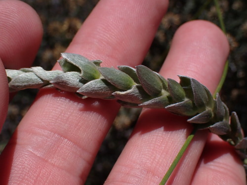 Image of Gnidia anomala by (c) Ren Hoekstra, some rights reserved (CC BY)