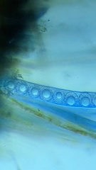 Lamprospora seaveri