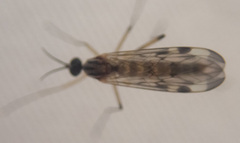 Sylvicola fenestralis