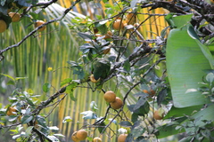 Amazona arausiaca