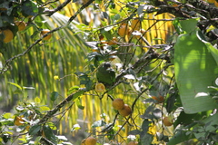 Amazona arausiaca