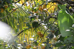 Amazona arausiaca