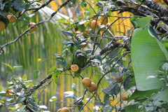 Amazona arausiaca