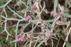 Cuscuta approximata