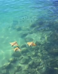 Rhinoptera steindachneri