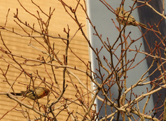 Haemorhous mexicanus