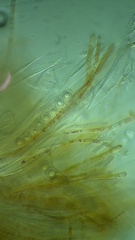 Lamprospora seaveri