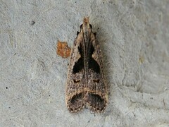 Dichomeris bilobella