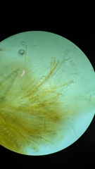 Lamprospora seaveri