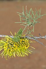 Hakea divaricata