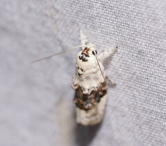 Piloprepes antidoxa