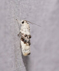 Piloprepes antidoxa