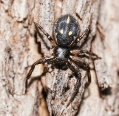 Tharpyna campestrata