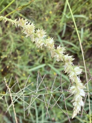 Cyphocarpa angustifolia