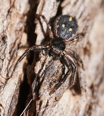 Tharpyna campestrata