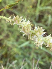 Cyphocarpa angustifolia