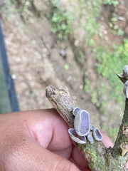 Auricularia nigricans