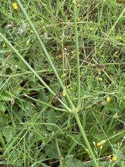 Cyphocarpa angustifolia