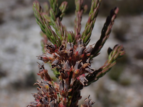Image of Erica goatcheriana by (c) Ren Hoekstra, some rights reserved (CC BY)
