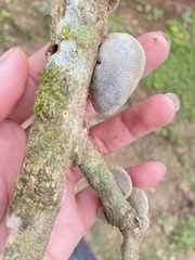 Auricularia nigricans