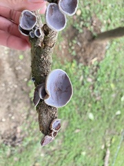 Auricularia nigricans