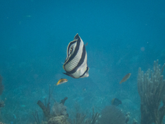 Chaetodon striatus