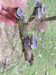 Auricularia nigricans