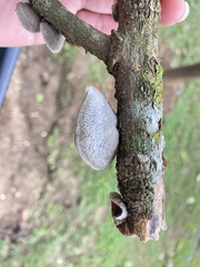 Auricularia nigricans