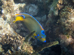 Holacanthus ciliaris