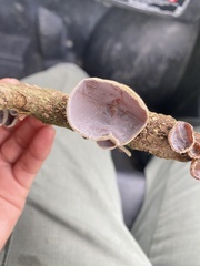 Auricularia nigricans