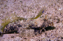 Dactylopus dactylopus