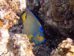 Holacanthus ciliaris