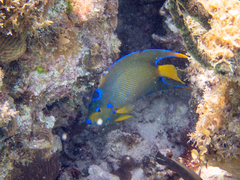 Holacanthus ciliaris