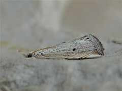 Haimbachia albescens