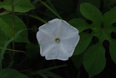 Ipomoea pes-tigridis