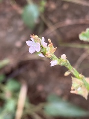 Oxygonum sinuatum