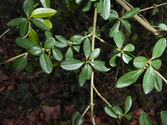 Ligustrum vulgare