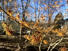 Hamamelis vernalis