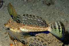 Dactylopus kuiteri