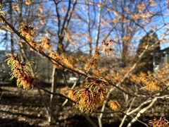 Hamamelis vernalis