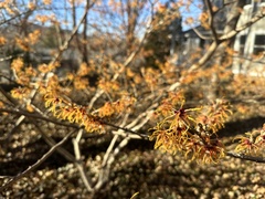Hamamelis vernalis
