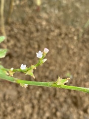 Oxygonum sinuatum