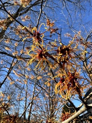 Hamamelis vernalis