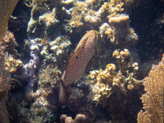 Cephalopholis cruentata