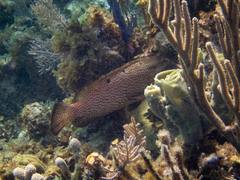 Cephalopholis cruentata